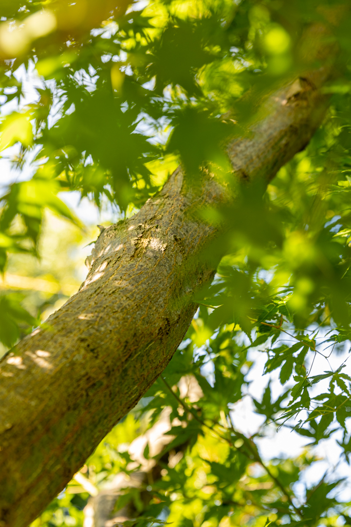 Acer palmatum VJ